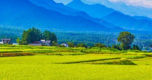 のどかな田園風景